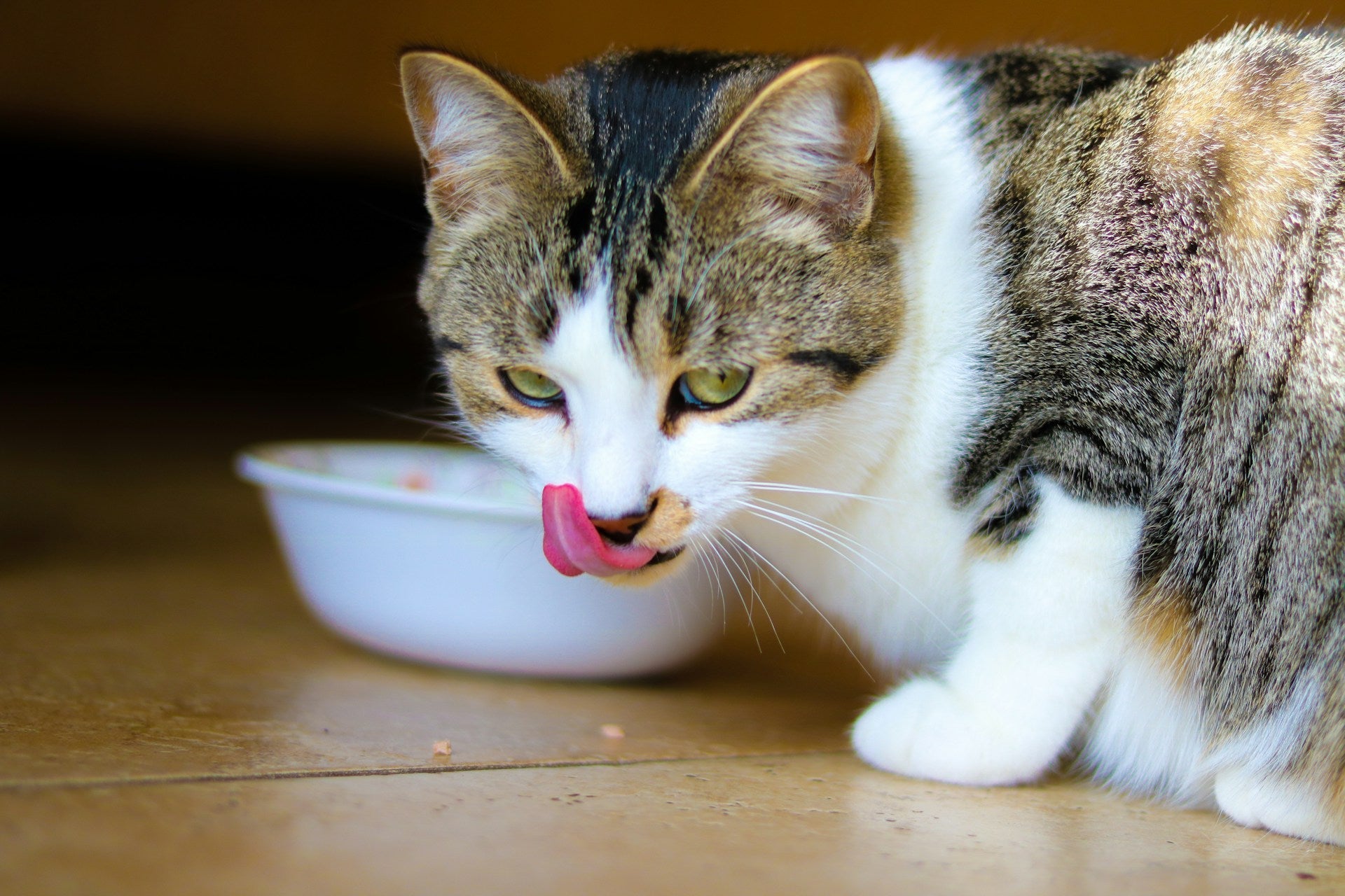 Feeding Essentials
